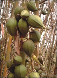 A bamboo cluster with unusual fruits in Matiranga upazila