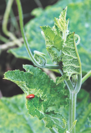 biopesticide used