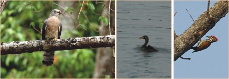 birds of sunderbans