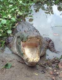 Crocodiles In Peril