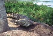 only sirvive marsh crocodile