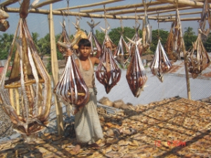 dry fish teknaf