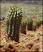 hoodia cactus