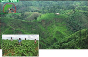 The forest on the hills of Marissa in Rangamati 