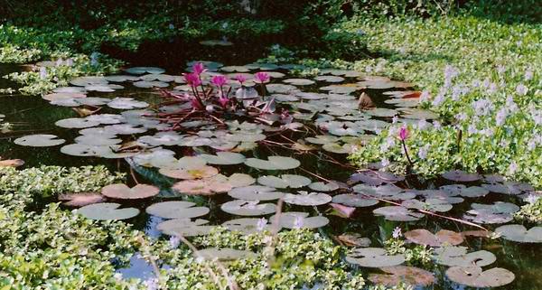Poet's mother's pond