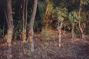 The Sunderbans- the largest mangrove forests of the world - thretened