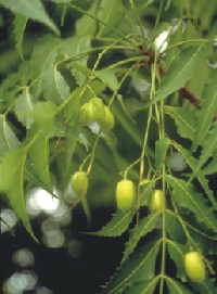 neem- the wonder plant