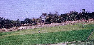 Water logged paddy field- farmer spread pesticide by hand