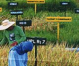 irri rice