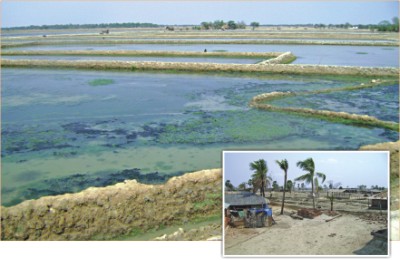 Shrimp production resumes in the Aila-hit area of Shyamnagar in Satkhira. Many farmers are against the return of shrimp cultivation as it has already affected the fertility of the land. Inset, even grass does not grow on the saline-affected land of Gabura union in Satkhira.