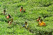 Once Rainforest. Now Tea Garden, Syleht, Bangladesh