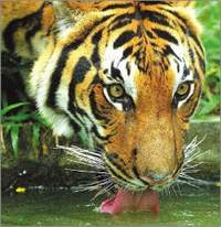 Extinction of the Royal Bengal Tiger?